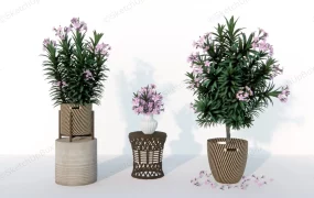 Potted Flower Plants
