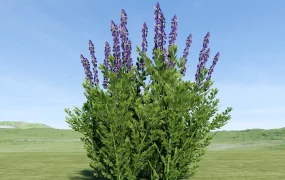 Baptisia Plant