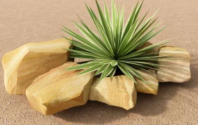 Caribbean Agave Plant