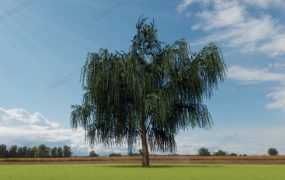 Weeping Willow Tree