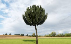 Pinus Mugo Tree