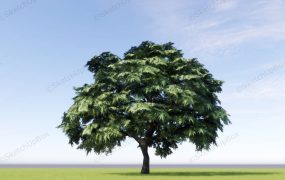 Green Palmate Maple Tree