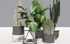 Large Indoor Floor Plants