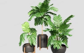 Potted Chamaedorea Plants