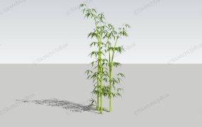 Garden Bamboo Plants