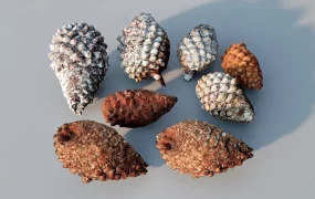 Pine Cones