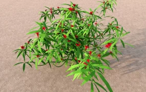 Red Flowering Bushes