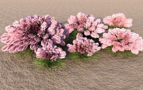 Ornamental Grasses With Flowers