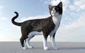 American Shorthair Cat