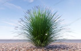 Pennisetum Alopecuroides Fountain Grass
