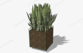 Potted Snake Plant