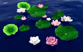 Lotus Flowers And Leaves