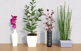 Desktop Plants