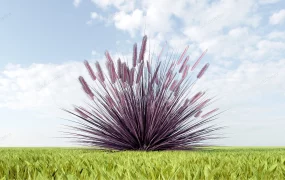 Purple Fountain Grass