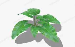 Alocasia Plant
