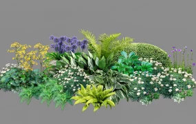 Herbaceous Border Plants