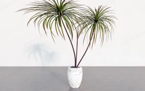 Dragon Tree House Plant