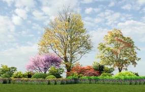 Landscape Border Plants