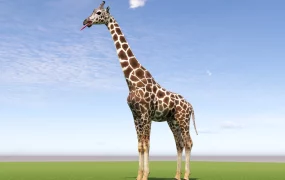 Adult Giraffe