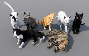 Cat Collection