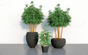 Bamboo Plants In Pots