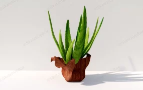 Aloe Vera Ornamental Plant
