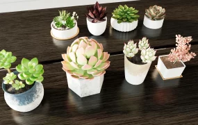 Potted Succulent Plants