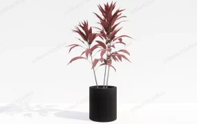 Potted Red Cordyline Fruticosa