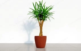 Dragon Tree House Plant
