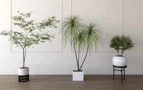 Indoor Tropical Plants Tree