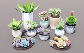 Different Succulent Plants