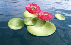 Lotus Flowers With Leaves