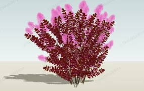 Burgundy Spiraea Plant