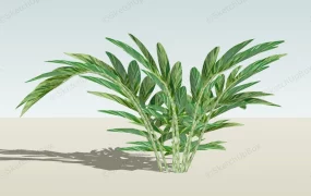 Alpinia Zerumbet Plant