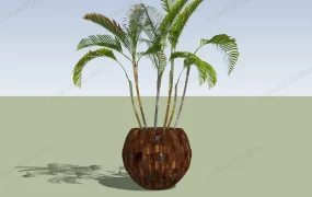 Potted Palm Plants