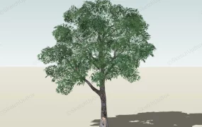 Platanus Tree
