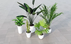 Indoor Plants