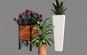 Three Potted Plants