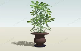 Umbrella Tree Indoor Plant