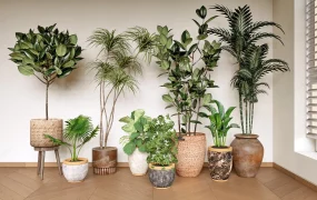 Ornamental Foliage Houseplants