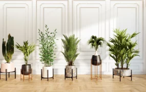 Modern Houseplants