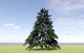 Cedrus Deodara Tree