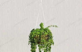 English Ivy Hanging Plant