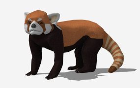 Red Panda