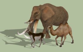 Elephant Camel and Goat