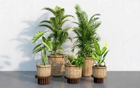Wicker Pot Plants
