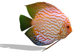 Red Turquoise Discus Fish