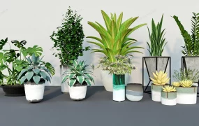 Homely Houseplant Collection