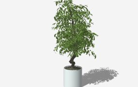 Radermachera Sinica Bonsai