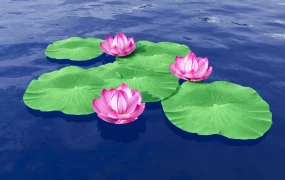Pink Lotus Flower Plant